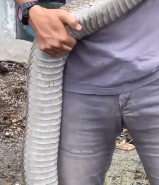 King Cobra Malaysia viral. (Twitter)
